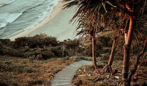 Preview wallpaper palm trees, stairs, ocean