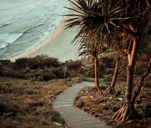 Preview wallpaper palm trees, stairs, ocean