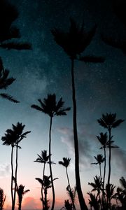 Preview wallpaper palm trees, starry sky, night, silhouettes, dark