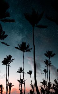 Preview wallpaper palm trees, starry sky, night, silhouettes, dark