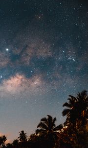 Preview wallpaper palm trees, starry sky, night, dark, trees