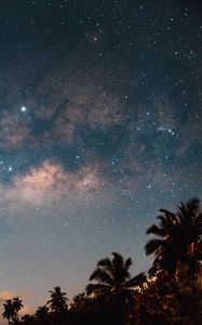 Preview wallpaper palm trees, starry sky, night, dark, trees