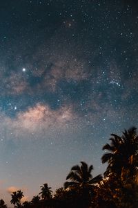 Preview wallpaper palm trees, starry sky, night, dark, trees