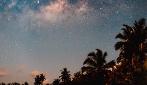 Preview wallpaper palm trees, starry sky, night, dark, trees