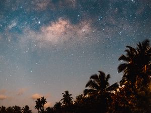 Preview wallpaper palm trees, starry sky, night, dark, trees