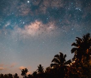 Preview wallpaper palm trees, starry sky, night, dark, trees