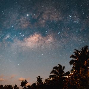 Preview wallpaper palm trees, starry sky, night, dark, trees