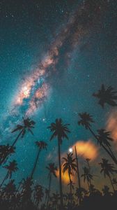 Preview wallpaper palm trees, starry sky, night, dark