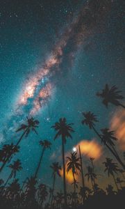 Preview wallpaper palm trees, starry sky, night, dark