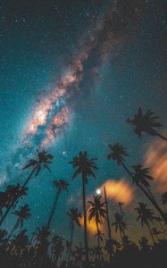 Preview wallpaper palm trees, starry sky, night, dark