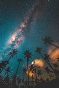 Preview wallpaper palm trees, starry sky, night, dark