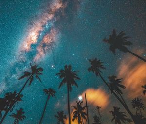 Preview wallpaper palm trees, starry sky, night, dark