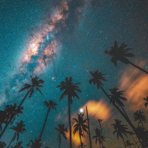 Preview wallpaper palm trees, starry sky, night, dark