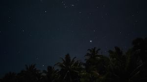 Preview wallpaper palm trees, starry sky, night, stars, dark