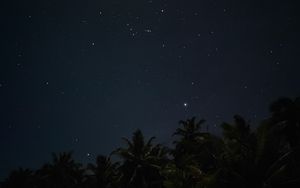 Preview wallpaper palm trees, starry sky, night, stars, dark