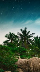 Preview wallpaper palm trees, starry sky, stones, tropics