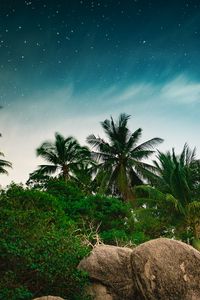 Preview wallpaper palm trees, starry sky, stones, tropics