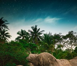 Preview wallpaper palm trees, starry sky, stones, tropics