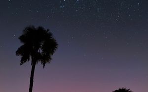 Preview wallpaper palm trees, starry sky, tropics, sunset, outline