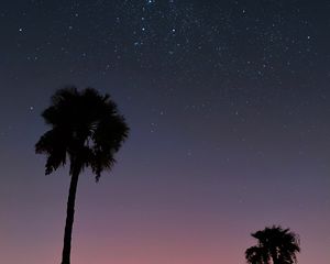 Preview wallpaper palm trees, starry sky, tropics, sunset, outline