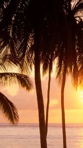 Preview wallpaper palm trees, sun, beach, sea