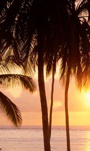 Preview wallpaper palm trees, sun, beach, sea