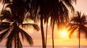 Preview wallpaper palm trees, sun, beach, sea