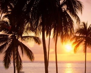 Preview wallpaper palm trees, sun, beach, sea