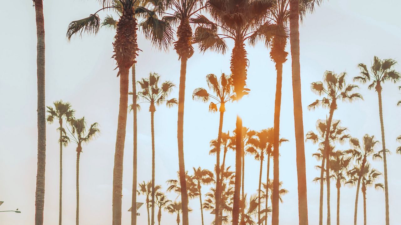 Wallpaper palm trees, sun, summer, tropics