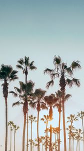 Preview wallpaper palm trees, sun, summer, tropics