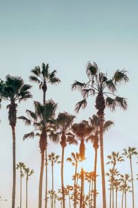 Preview wallpaper palm trees, sun, summer, tropics
