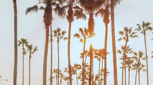 Preview wallpaper palm trees, sun, summer, tropics