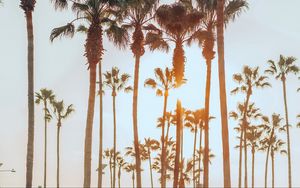 Preview wallpaper palm trees, sun, summer, tropics