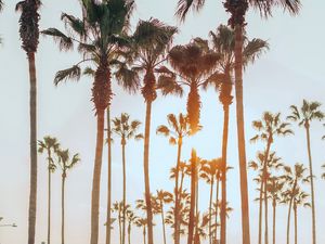 Preview wallpaper palm trees, sun, summer, tropics