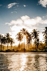 Preview wallpaper palm trees, sun, water, tropics, nature