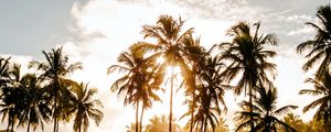 Preview wallpaper palm trees, sun, water, tropics, nature