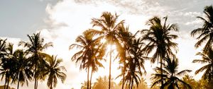 Preview wallpaper palm trees, sun, water, tropics, nature