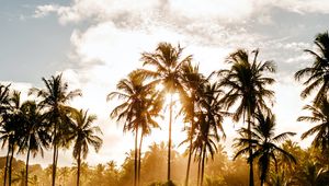 Preview wallpaper palm trees, sun, water, tropics, nature