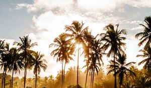 Preview wallpaper palm trees, sun, water, tropics, nature