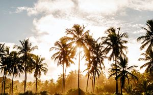 Preview wallpaper palm trees, sun, water, tropics, nature