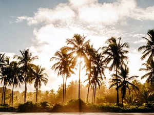 Preview wallpaper palm trees, sun, water, tropics, nature