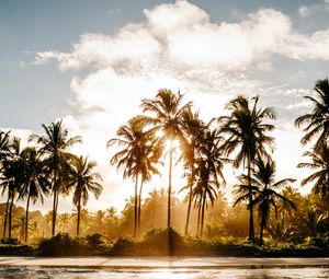 Preview wallpaper palm trees, sun, water, tropics, nature