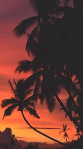 Palm trees samsung galaxy mini s3, s5, neo, alpha, sony xperia compact z1,  z2, z3, asus zenfone wallpapers hd, desktop backgrounds 720x1280, images  and pictures