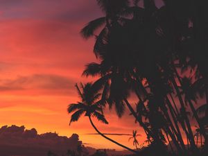 Preview wallpaper palm trees, sunset, clouds, tropics, sky