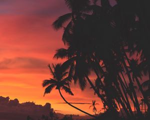 Preview wallpaper palm trees, sunset, clouds, tropics, sky