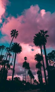 Preview wallpaper palm trees, sunset, clouds, tropics, sky, porous