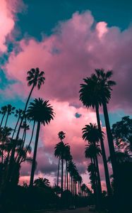 Preview wallpaper palm trees, sunset, clouds, tropics, sky, porous