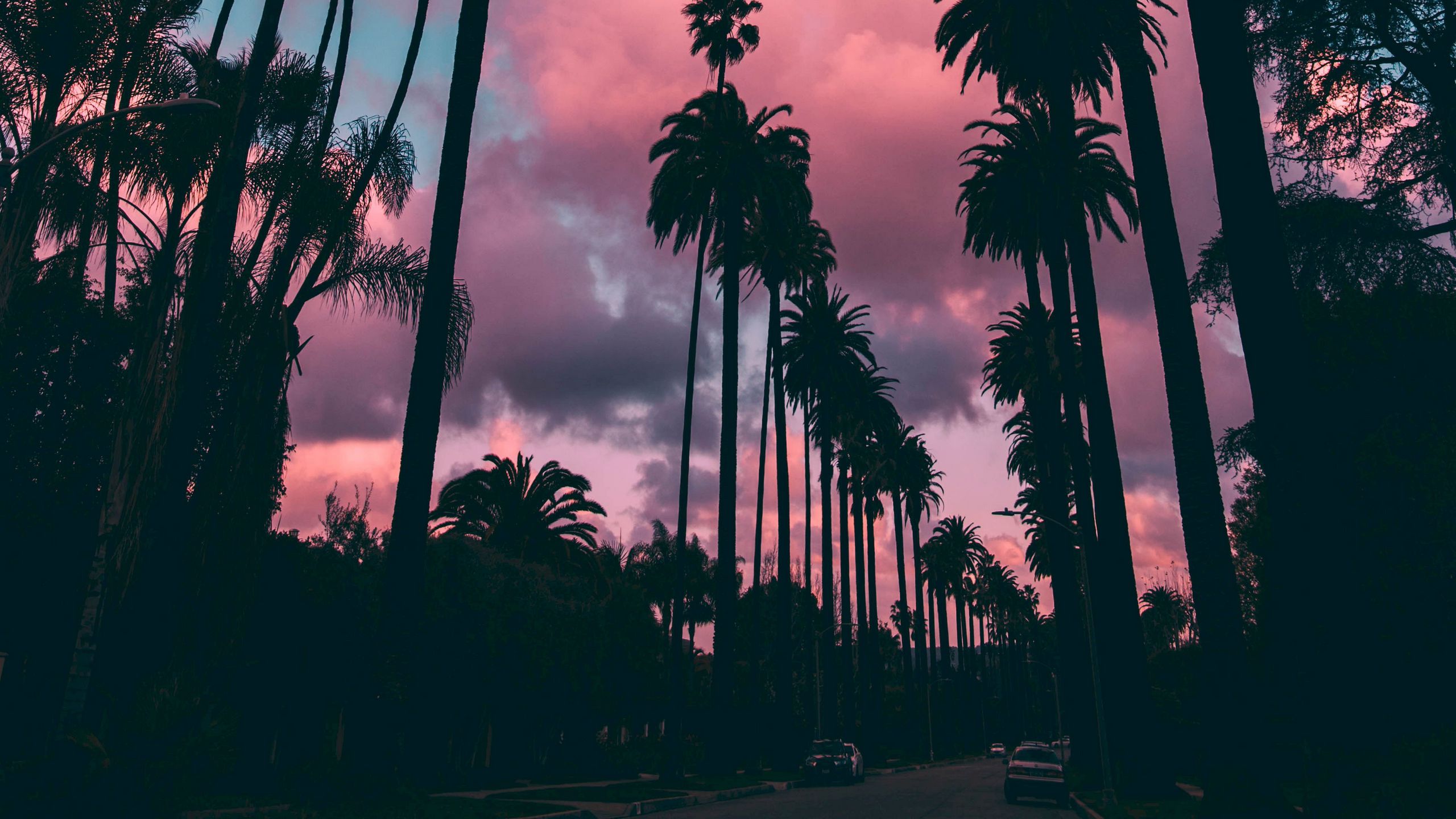 2560x1440 Wallpaper palm trees, sunset, clouds, tropics, sky, porous.