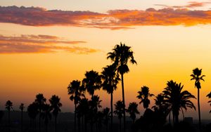 Preview wallpaper palm trees, sunset, clouds, dusk, dark