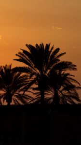 Preview wallpaper palm trees, sunset, horizon, sky, clouds, outlines, dark